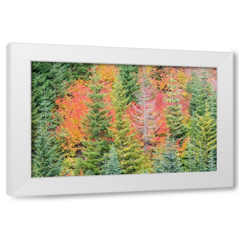 Stampede Pass-Washington State-Cascade Mountains with reds of Vine Maple trees White Modern Wood Framed Art Print by Gulin, Sylvia