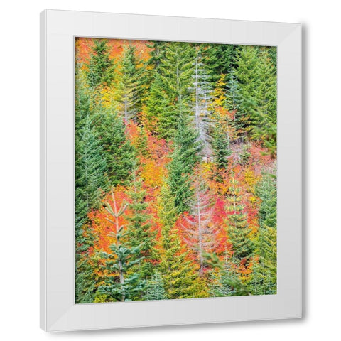 Stampede Pass-Washington State-Cascade Mountains with reds of Vine Maple trees White Modern Wood Framed Art Print by Gulin, Sylvia