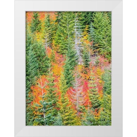 Stampede Pass-Washington State-Cascade Mountains with reds of Vine Maple trees White Modern Wood Framed Art Print by Gulin, Sylvia