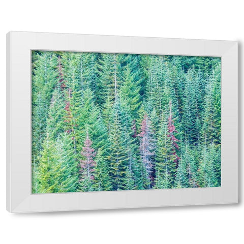Stampede Pass-Washington State-Cascade Mountains Douglas Fir Evergreens autumn White Modern Wood Framed Art Print by Gulin, Sylvia