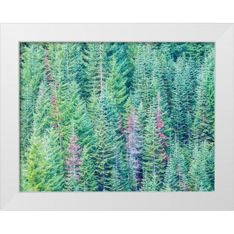 Stampede Pass-Washington State-Cascade Mountains Douglas Fir Evergreens autumn White Modern Wood Framed Art Print by Gulin, Sylvia