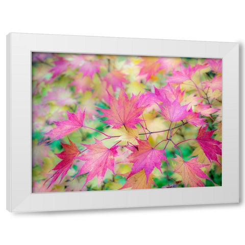 Washington State-Sammamish Japanese Maple leaves fall colors in gold and reds White Modern Wood Framed Art Print by Gulin, Sylvia