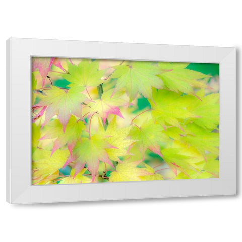 Washington State-Sammamish Japanese Maple leaves fall colors in gold and reds White Modern Wood Framed Art Print by Gulin, Sylvia