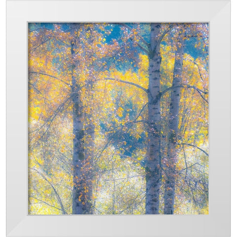 Washington State-Preston with Cottonwood trees springtime leafing out White Modern Wood Framed Art Print by Gulin, Sylvia