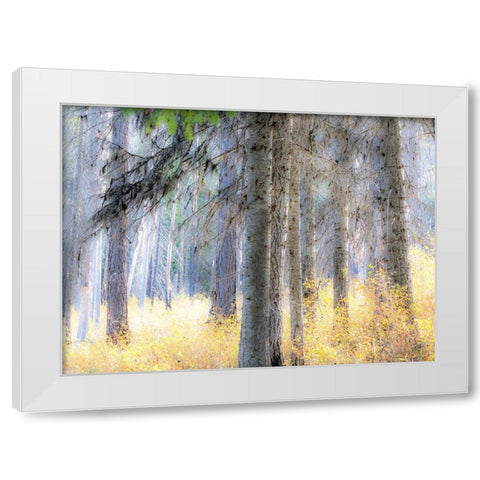 Washington State-Blewett Pass in autumn and Larch trees in fire damaged area White Modern Wood Framed Art Print by Gulin, Sylvia