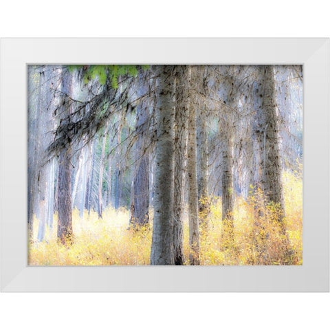 Washington State-Blewett Pass in autumn and Larch trees in fire damaged area White Modern Wood Framed Art Print by Gulin, Sylvia