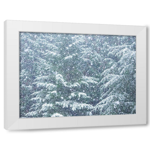 Washington State-Sammamish fresh Autumn heavy snowfall coming down on Evergreens White Modern Wood Framed Art Print by Gulin, Sylvia