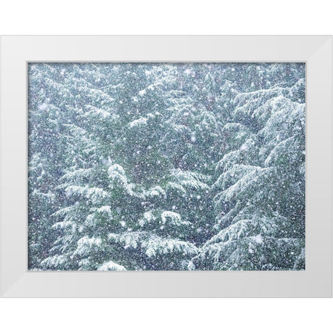 Washington State-Sammamish fresh Autumn heavy snowfall coming down on Evergreens White Modern Wood Framed Art Print by Gulin, Sylvia