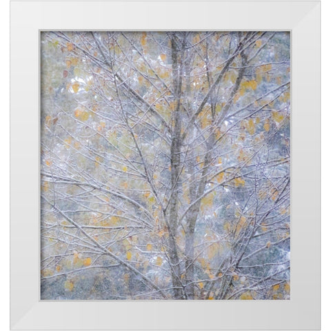 Washington State-Sammamish fresh Autumn snowfall on Fall Colored Japanese Cherry trees White Modern Wood Framed Art Print by Gulin, Sylvia