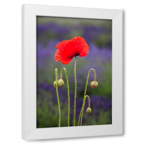 Washington State-Sequim-early summer blooming red poppies White Modern Wood Framed Art Print by Gulin, Sylvia