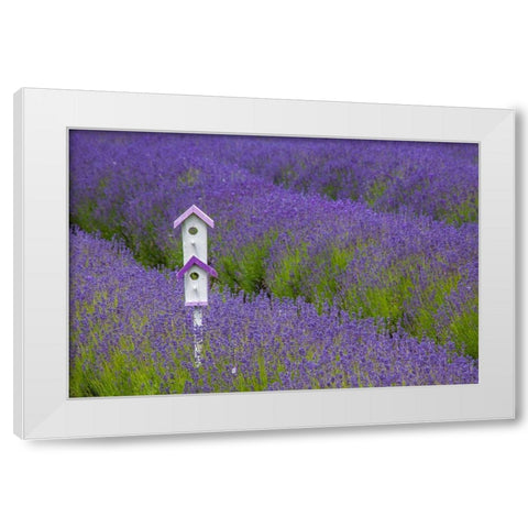 Washington State-Sequim-early summer blooming Lavender fields rows with bird house White Modern Wood Framed Art Print by Gulin, Sylvia