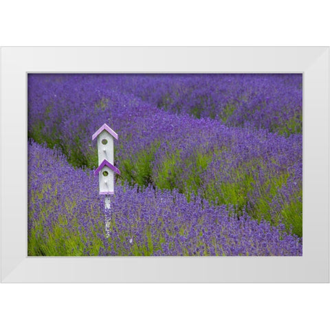 Washington State-Sequim-early summer blooming Lavender fields rows with bird house White Modern Wood Framed Art Print by Gulin, Sylvia