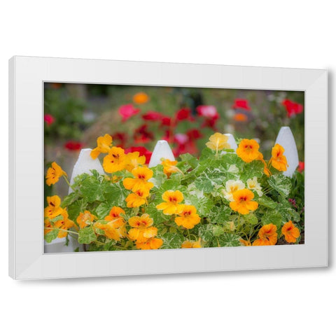 Washington State-Sequim-early summer blooming Nasturtium and white picket fence White Modern Wood Framed Art Print by Gulin, Sylvia