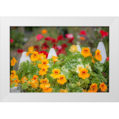Washington State-Sequim-early summer blooming Nasturtium and white picket fence White Modern Wood Framed Art Print by Gulin, Sylvia