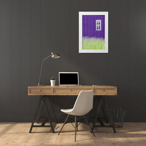 Sequim-Washington State-field of Lavender and Lavender painted wood barn and white framed window White Modern Wood Framed Art Print by Gulin, Sylvia