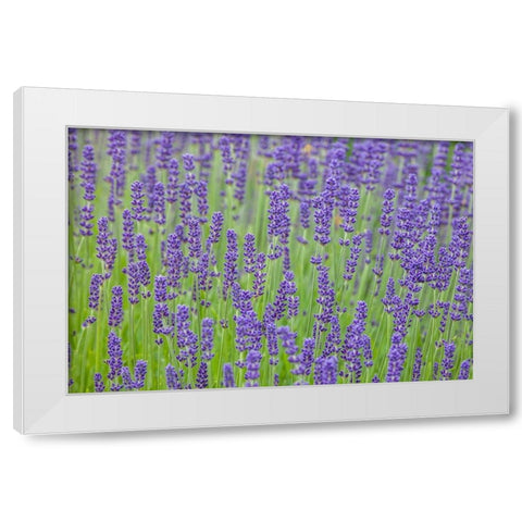 Washington State-Sequim-early summer blooming Lavender fields White Modern Wood Framed Art Print by Gulin, Sylvia