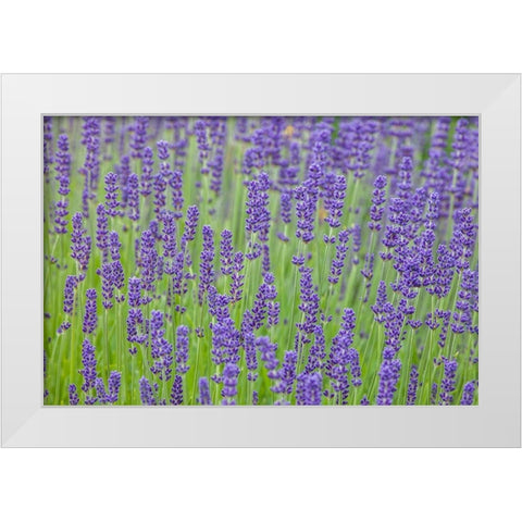 Washington State-Sequim-early summer blooming Lavender fields White Modern Wood Framed Art Print by Gulin, Sylvia