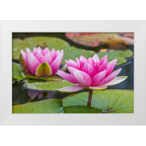 Washington State-Seattle-Woodland Park garden with waterlilies blooming White Modern Wood Framed Art Print by Gulin, Sylvia