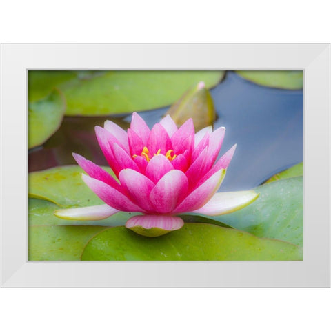 Washington State-Seattle-Woodland Park garden with waterlilies blooming White Modern Wood Framed Art Print by Gulin, Sylvia