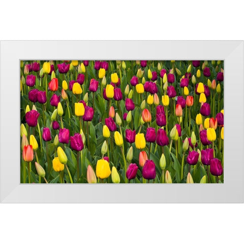 Washington State-Skagit-Western Washington springtime blooming tulips-grape hyacinth White Modern Wood Framed Art Print by Gulin, Sylvia