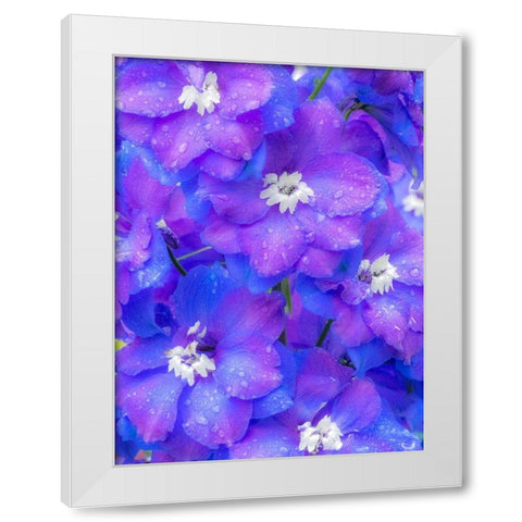 Washington State-Sammamish close up image of a blue delphinium White Modern Wood Framed Art Print by Gulin, Sylvia