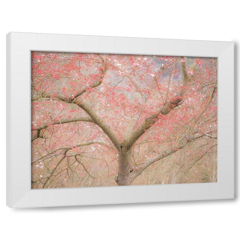 Washington State-Fall City springtime and cherry trees just beginning to bloom White Modern Wood Framed Art Print by Gulin, Sylvia