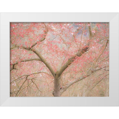 Washington State-Fall City springtime and cherry trees just beginning to bloom White Modern Wood Framed Art Print by Gulin, Sylvia