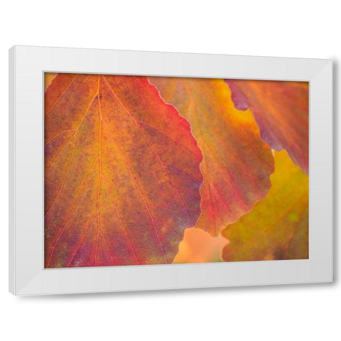 Washington State-Sammamish witch hazel leaves with fall color White Modern Wood Framed Art Print by Gulin, Sylvia