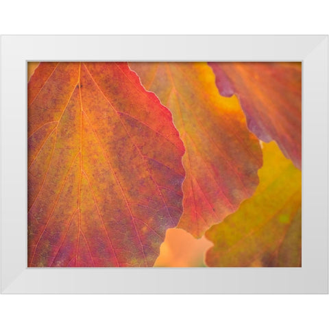 Washington State-Sammamish witch hazel leaves with fall color White Modern Wood Framed Art Print by Gulin, Sylvia