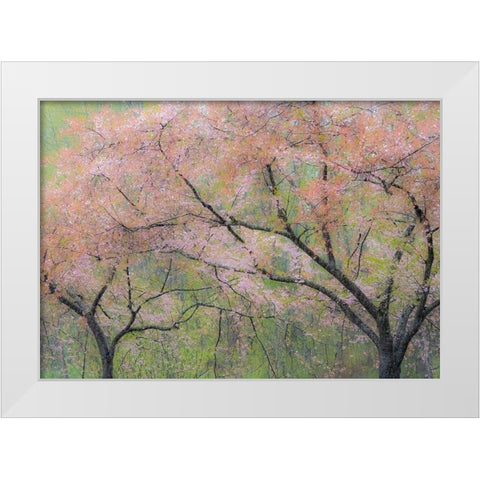 Washington State-Fall City springtime and cherry trees just beginning to bloom White Modern Wood Framed Art Print by Gulin, Sylvia
