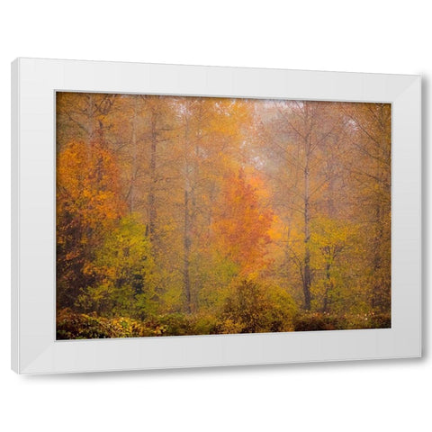 Washington State-Fall City and fall colors in yellows and golds White Modern Wood Framed Art Print by Gulin, Sylvia