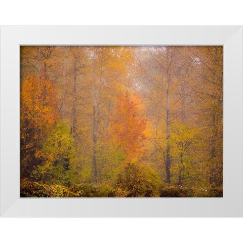 Washington State-Fall City and fall colors in yellows and golds White Modern Wood Framed Art Print by Gulin, Sylvia