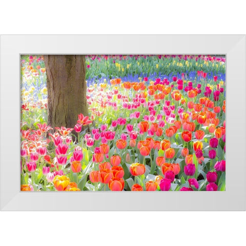 Washington State-Skagit-Western Washington springtime blooming tulips-grape hyacinth White Modern Wood Framed Art Print by Gulin, Sylvia
