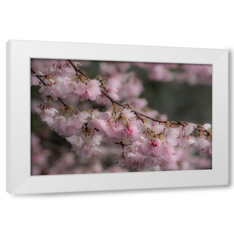 USA-Washington State-Fall City-Springtime cherry trees blooming along Snoqualmie River White Modern Wood Framed Art Print by Gulin, Sylvia