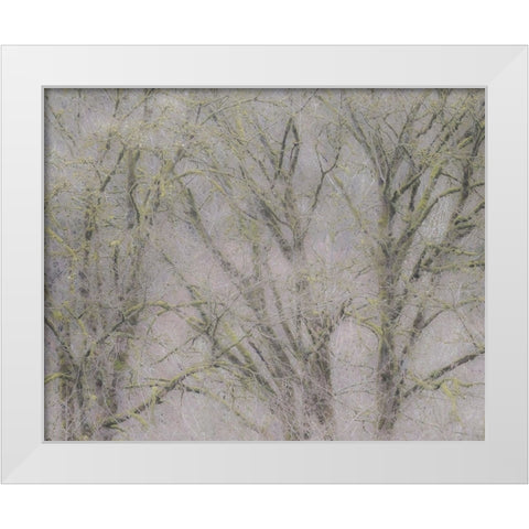 USA-Washington State-Fall City soft focus springtime Big Leaf Maple trees White Modern Wood Framed Art Print by Gulin, Sylvia