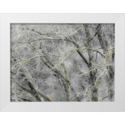 USA-Washington State-Fall City soft focus springtime Big Leaf Maple trees White Modern Wood Framed Art Print by Gulin, Sylvia