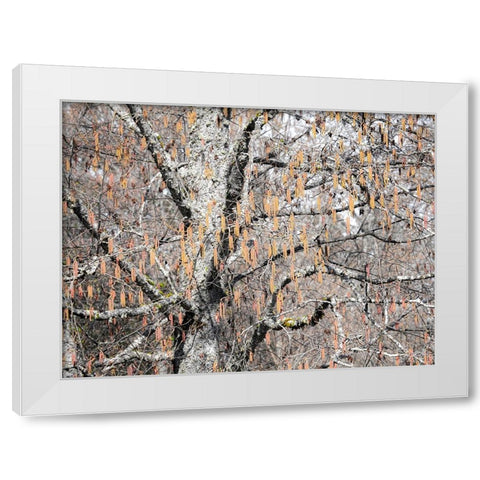 USA-Washington State-Carnation-Pacific Northwest early spring Alder Trees White Modern Wood Framed Art Print by Gulin, Sylvia