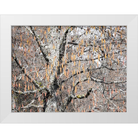 USA-Washington State-Carnation-Pacific Northwest early spring Alder Trees White Modern Wood Framed Art Print by Gulin, Sylvia