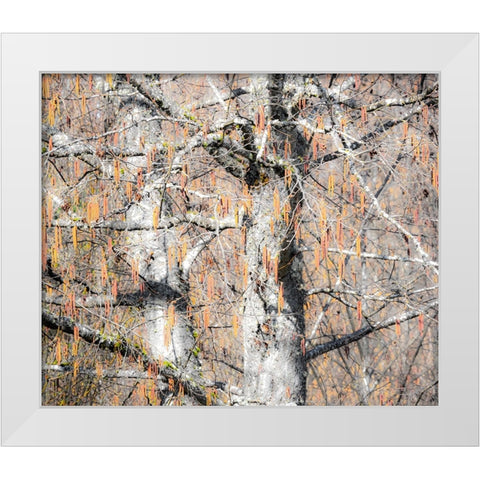 USA-Washington State-Carnation-Pacific Northwest early spring Alder Trees White Modern Wood Framed Art Print by Gulin, Sylvia