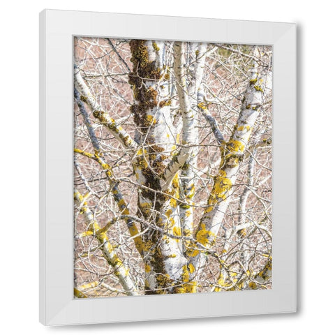 USA-Washington State-Bellevue-Birch tree with lichen early spring White Modern Wood Framed Art Print by Gulin, Sylvia