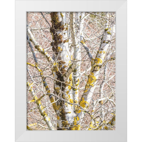 USA-Washington State-Bellevue-Birch tree with lichen early spring White Modern Wood Framed Art Print by Gulin, Sylvia