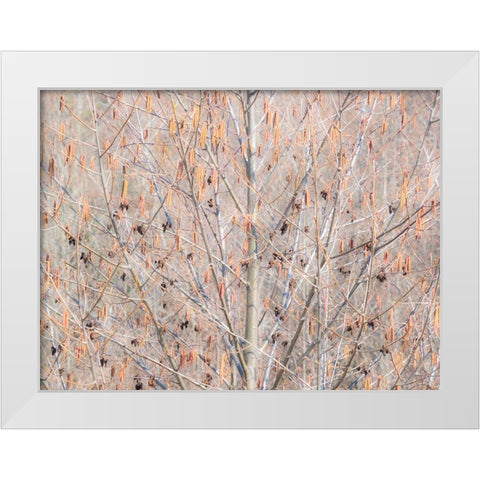 USA-Washington State-Carnation-Pacific Northwest early spring Alder Trees White Modern Wood Framed Art Print by Gulin, Sylvia