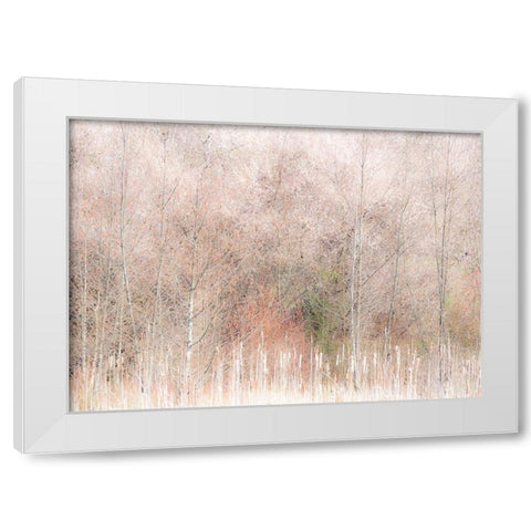USA-Washington State-Carnation-Pacific Northwest early spring Alder Trees White Modern Wood Framed Art Print by Gulin, Sylvia