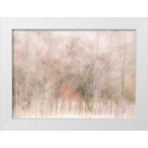 USA-Washington State-Carnation-Pacific Northwest early spring Alder Trees White Modern Wood Framed Art Print by Gulin, Sylvia