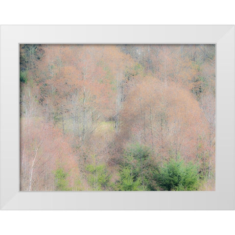 USA-Washington State-Carnation-Pacific Northwest early spring Alder Trees White Modern Wood Framed Art Print by Gulin, Sylvia