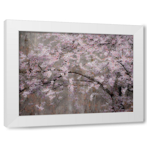 USA-Washington State-Fall City-Springtime cherry trees blooming along Snoqualmie River White Modern Wood Framed Art Print by Gulin, Sylvia