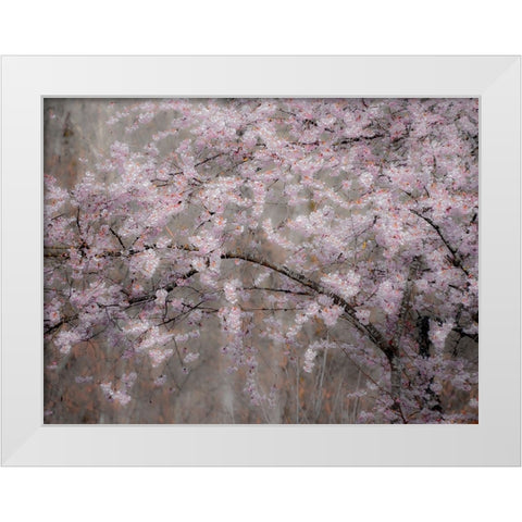 USA-Washington State-Fall City-Springtime cherry trees blooming along Snoqualmie River White Modern Wood Framed Art Print by Gulin, Sylvia