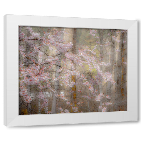 USA-Washington State-Fall City-Springtime cherry trees blooming along Snoqualmie River White Modern Wood Framed Art Print by Gulin, Sylvia