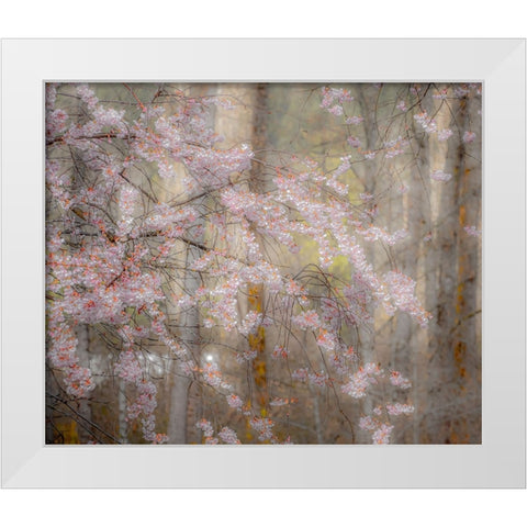 USA-Washington State-Fall City-Springtime cherry trees blooming along Snoqualmie River White Modern Wood Framed Art Print by Gulin, Sylvia