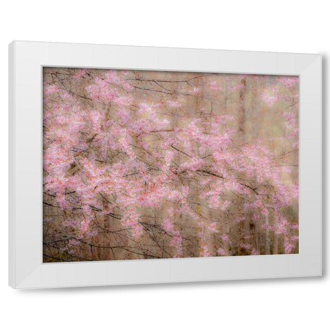 USA-Washington State-Fall City-Springtime cherry trees blooming along Snoqualmie River White Modern Wood Framed Art Print by Gulin, Sylvia